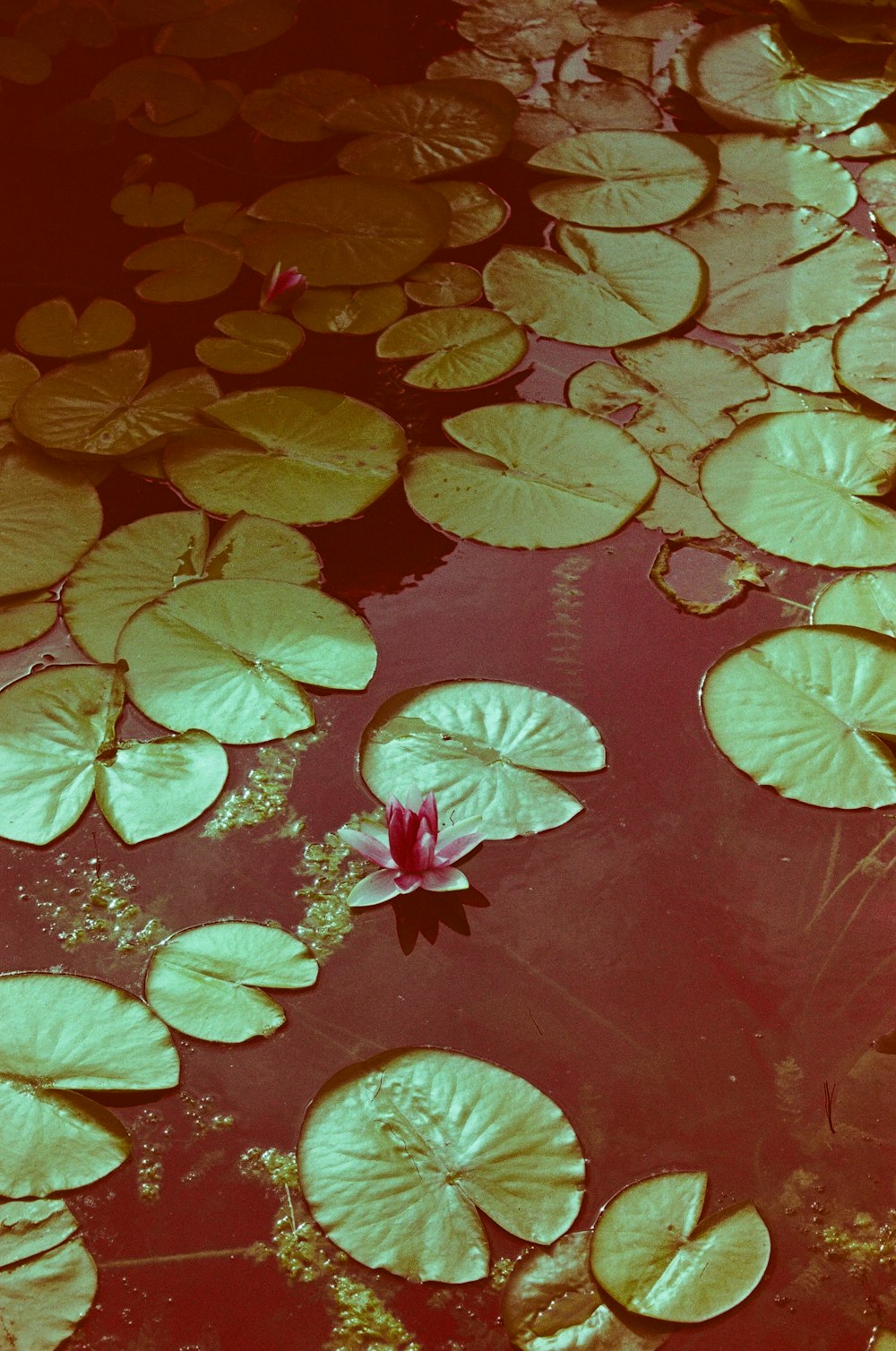 red and green leaves on water