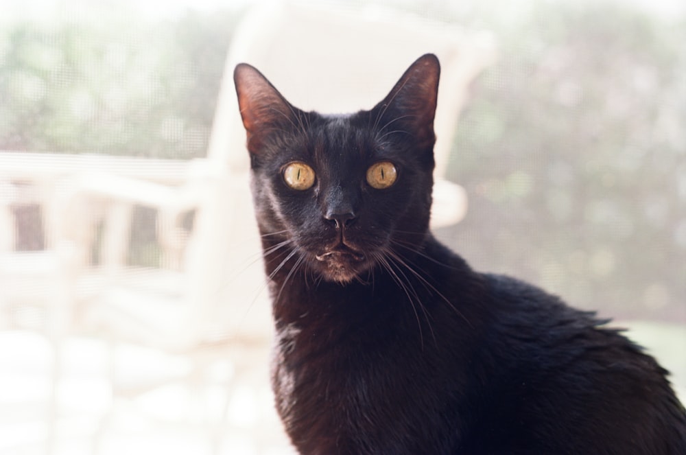 Cat noir dans lentille à décalage inclinable