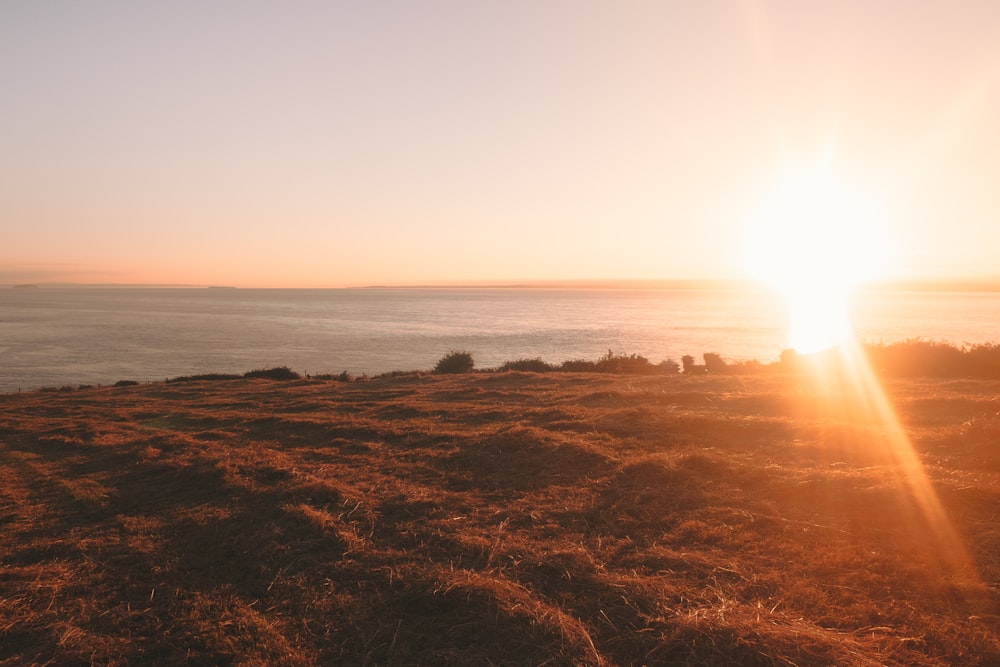 brown grass field near body of water during sunset