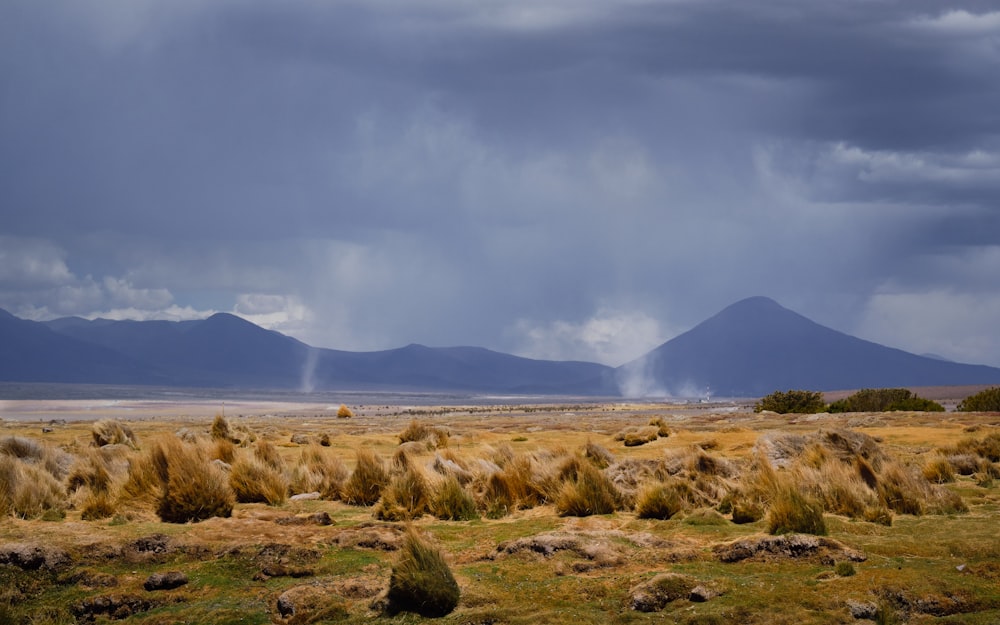 green grass field near body of water under white clouds during daytime