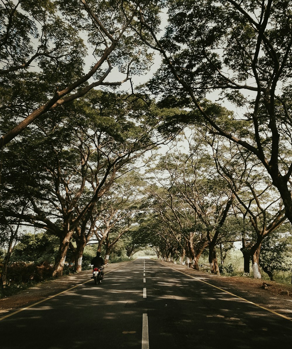 person walking on gray concrete pathway between trees during daytime