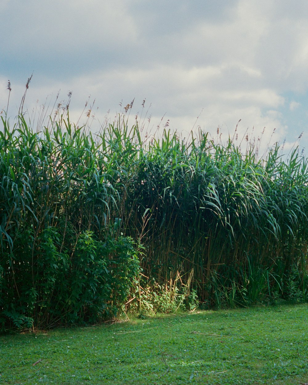 green grass field under cloudy sky during daytime