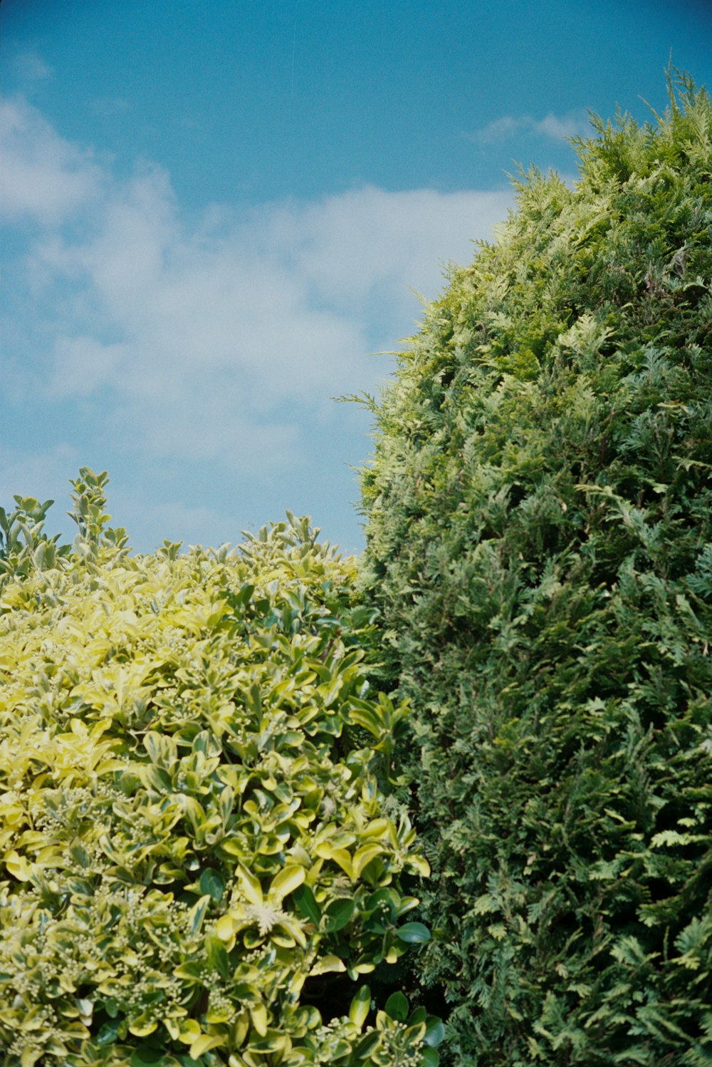 green leaves under blue sky during daytime