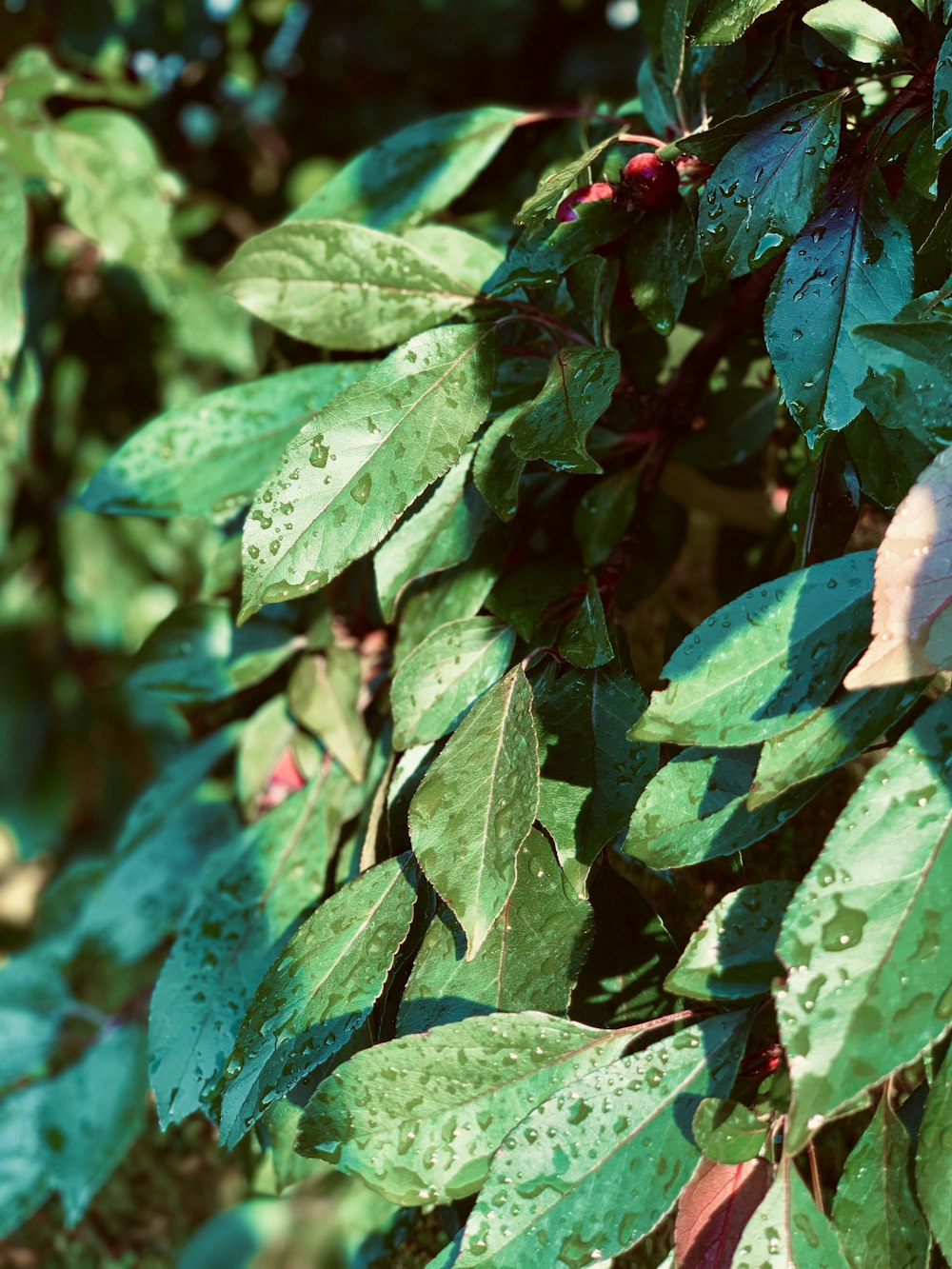 green and red leaves in tilt shift lens