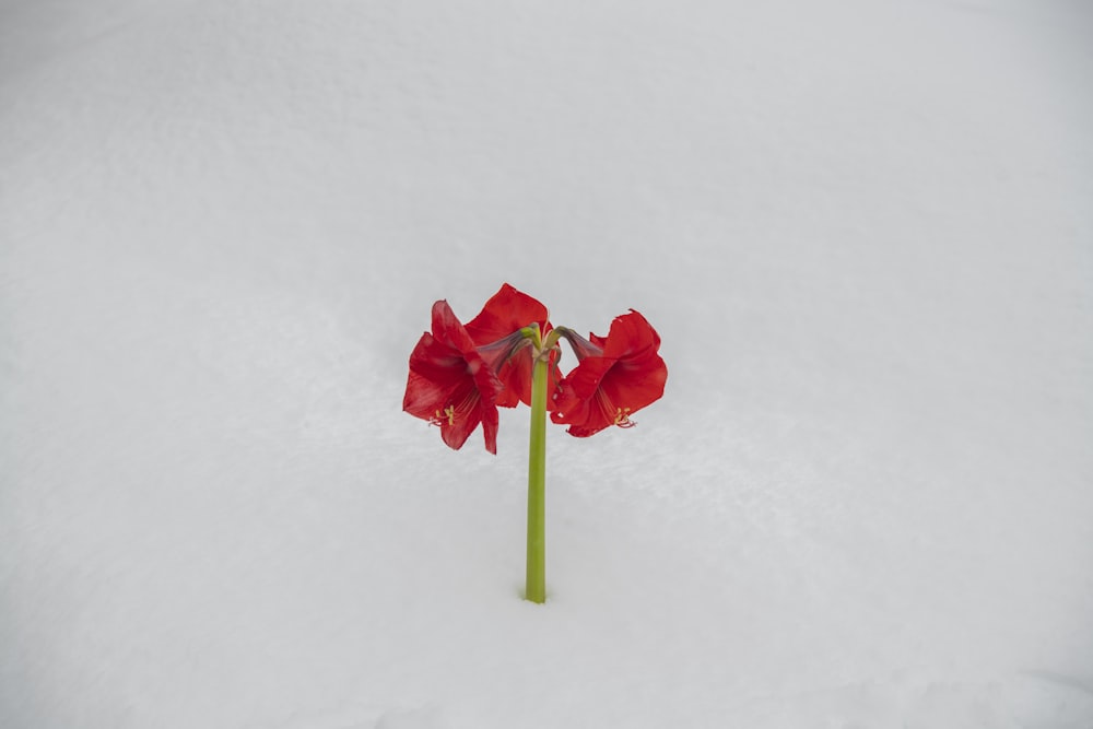 red flower on white snow