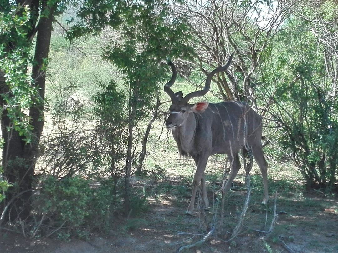 Natural landscape photo spot Mokolodi Gaborone