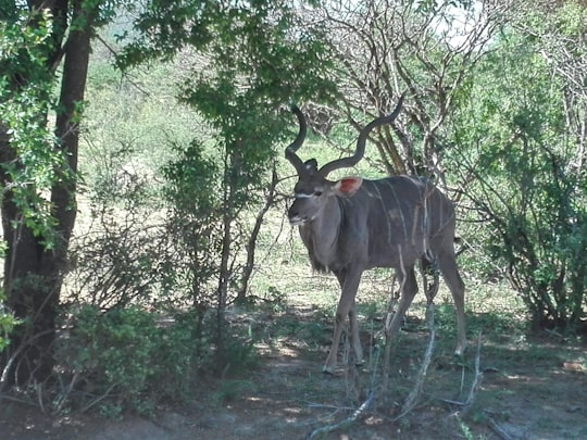 black and brown deer standing on brown soil in Mokolodi Botswana
