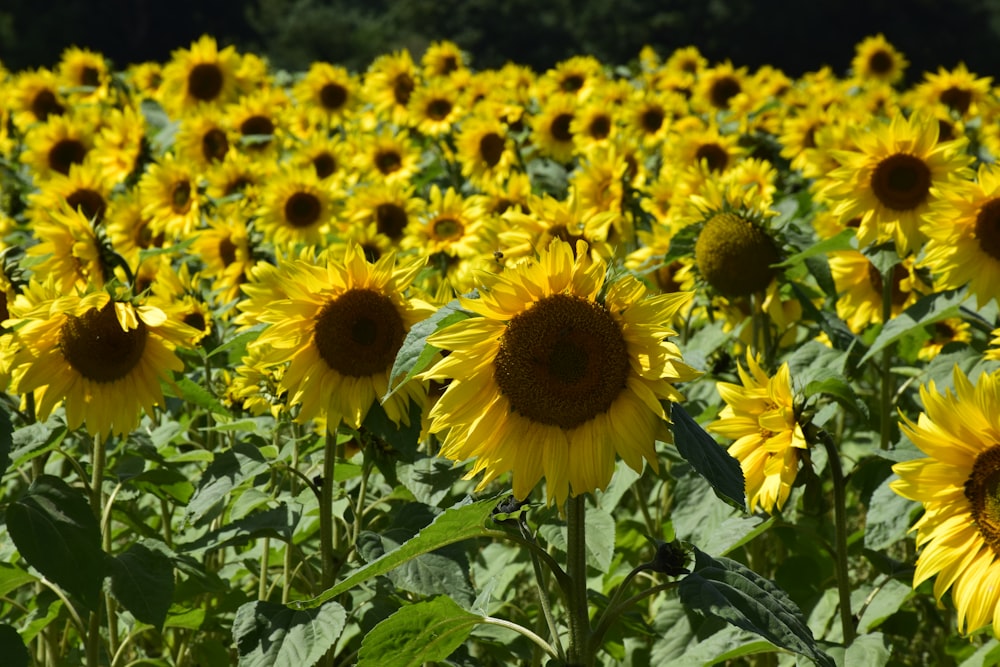 yellow sunflower field during daytime