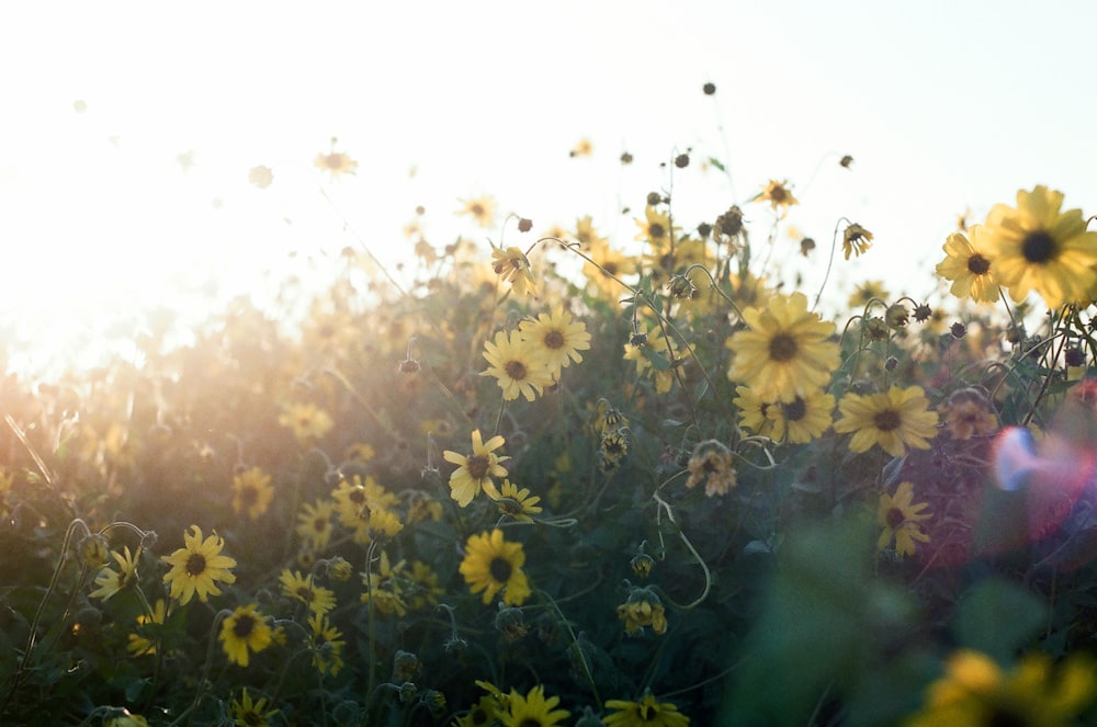 yellow flowers under sunny sky