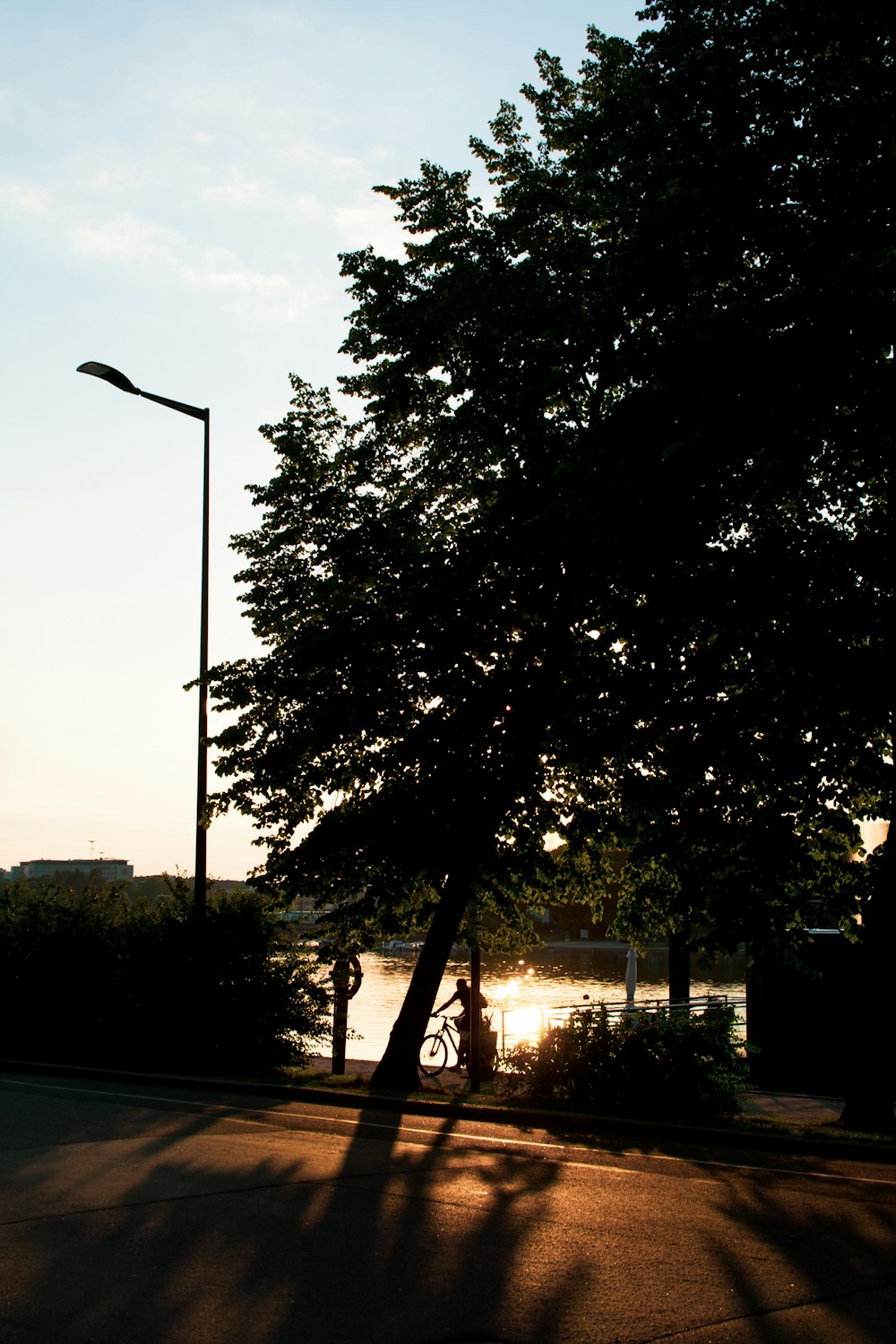 green tree beside road during daytime