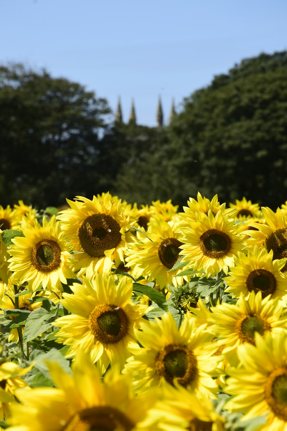 yellow sunflower in close up photography