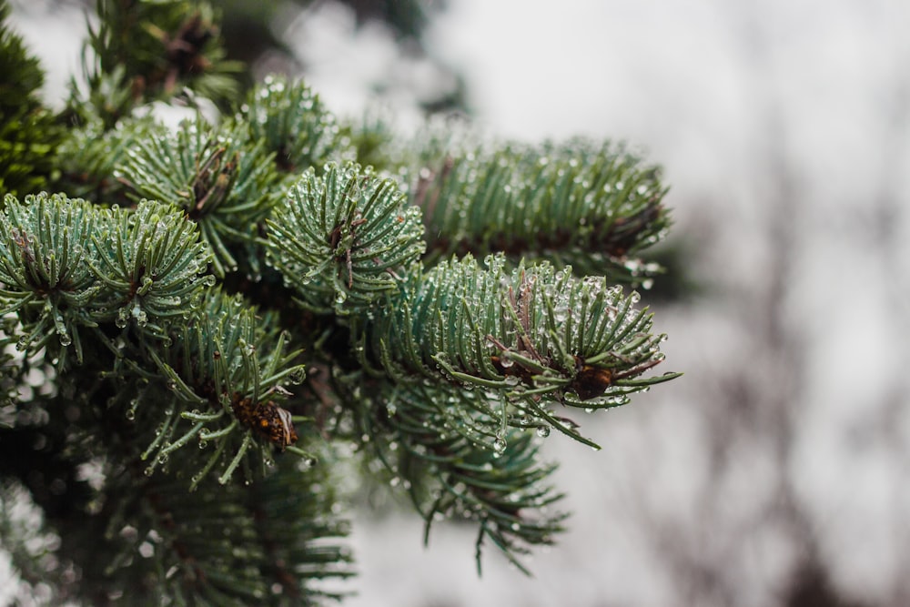 green pine tree covered with snow