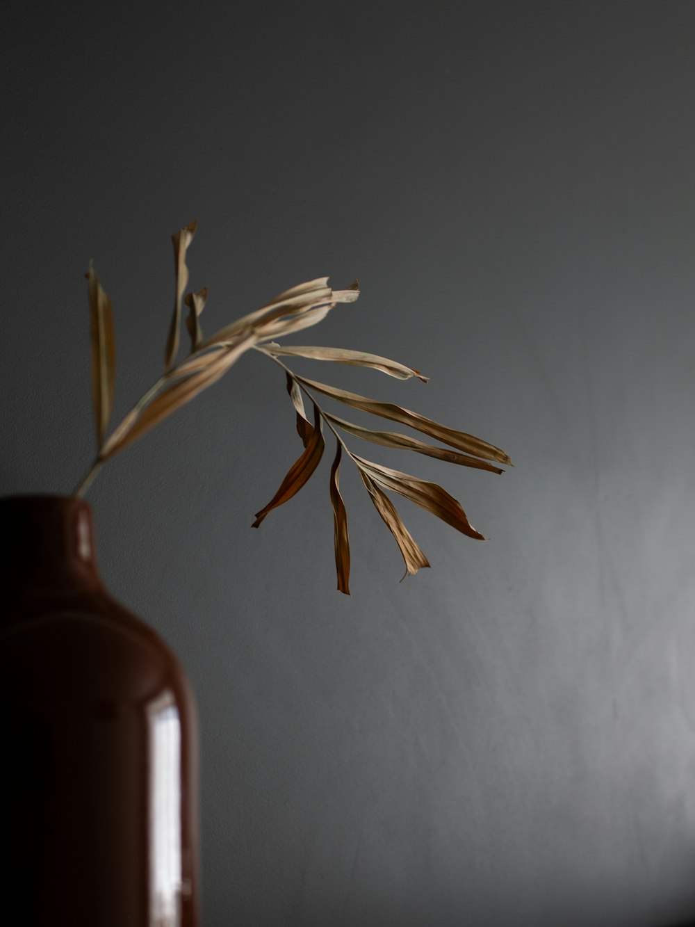 brown plant in brown ceramic vase