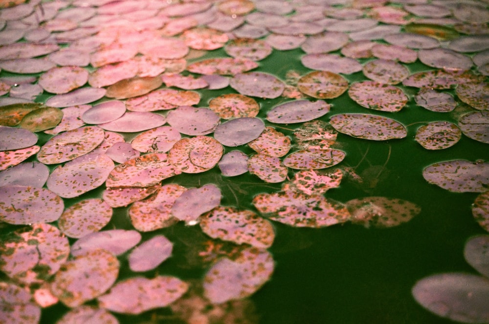 green leaves on water during daytime