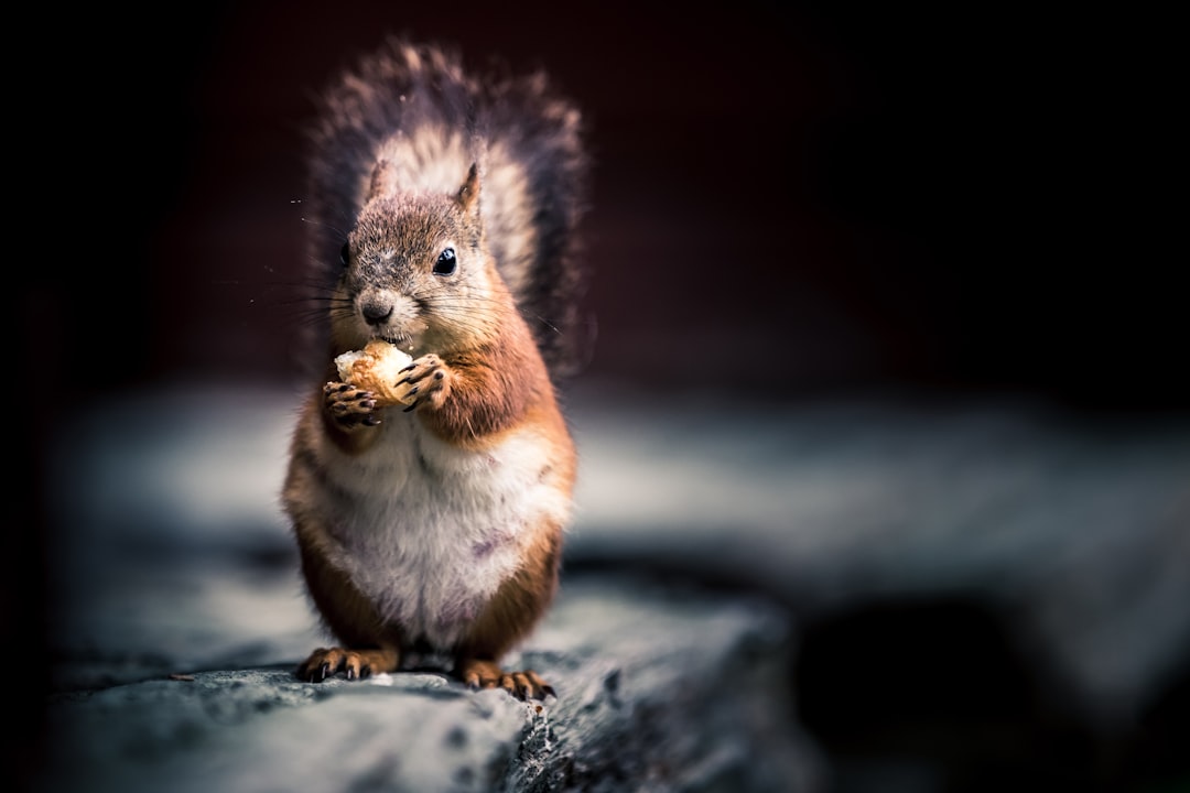 brown squirrel on gray rock