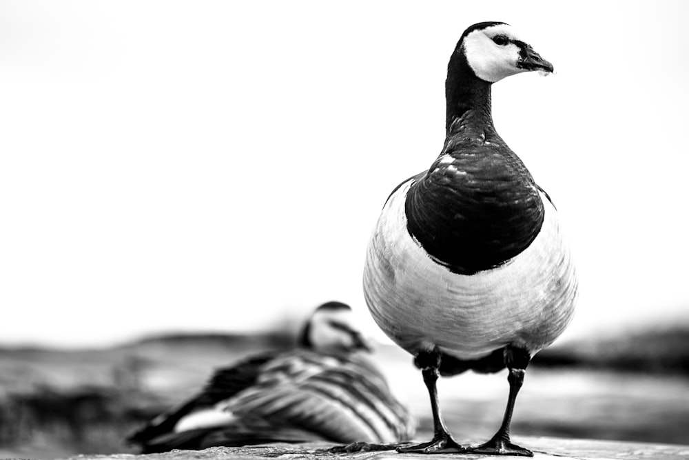 grayscale photo of duck on water