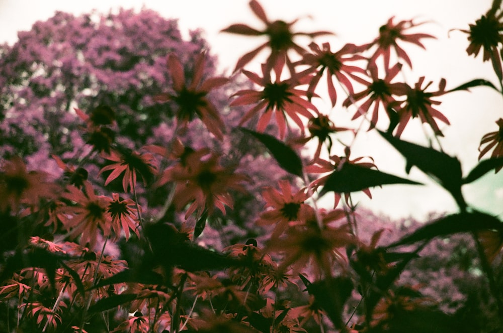 lila Blüten unter weißem Himmel tagsüber