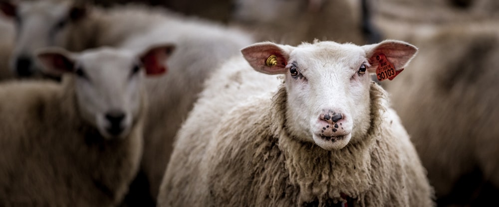 white sheep in tilt shift lens