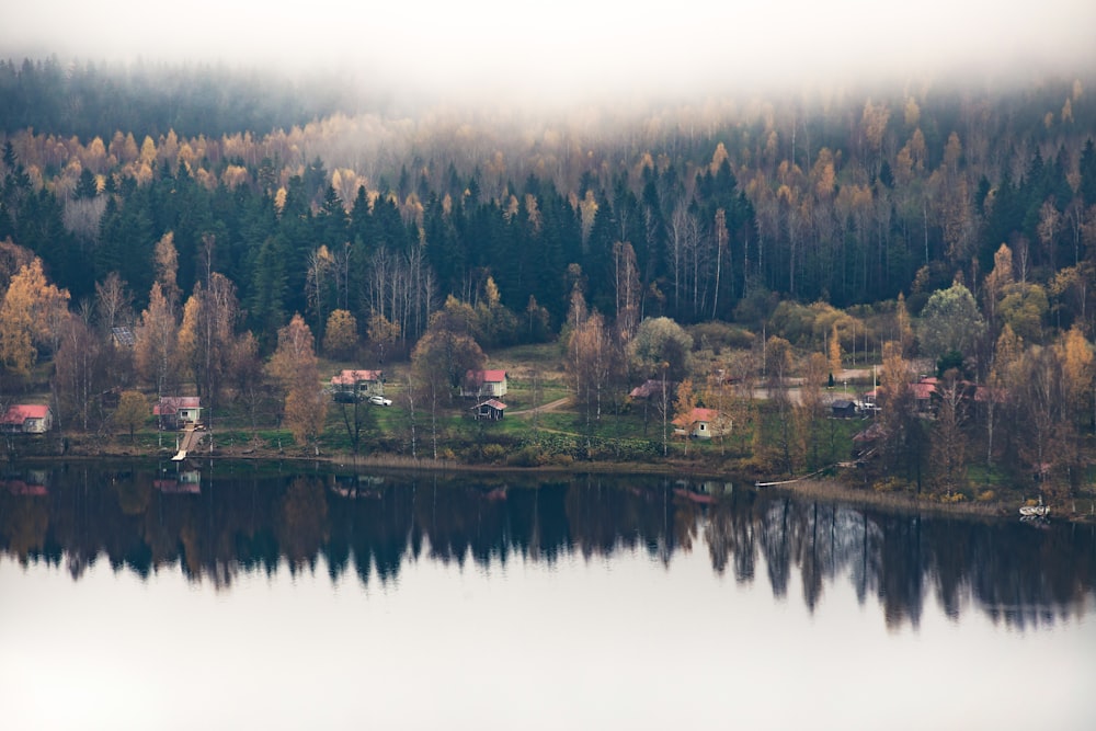 green trees near body of water during daytime