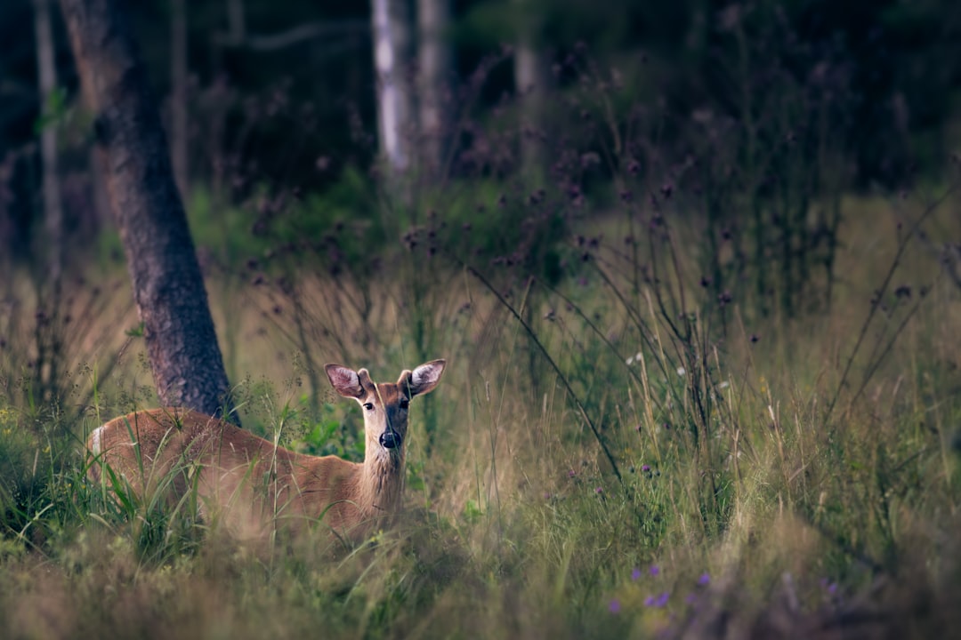 brown deer on green grass field during daytime