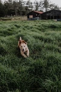 A joyful rescued dog running freely across a sunlit Texas pasture at Lone Star Rescue Ranch.