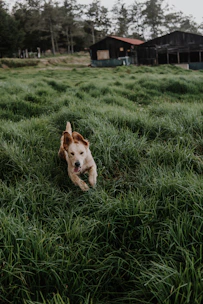 A joyful golden retriever enjoying playful time at a lush, secure kennel.