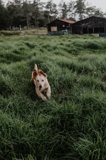 A golden-brown dog is joyfully running through lush green grass, with rustic wooden barns in the background under a canopy of trees.