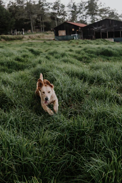 A happy dog running freely through an open meadow under soft golden light.