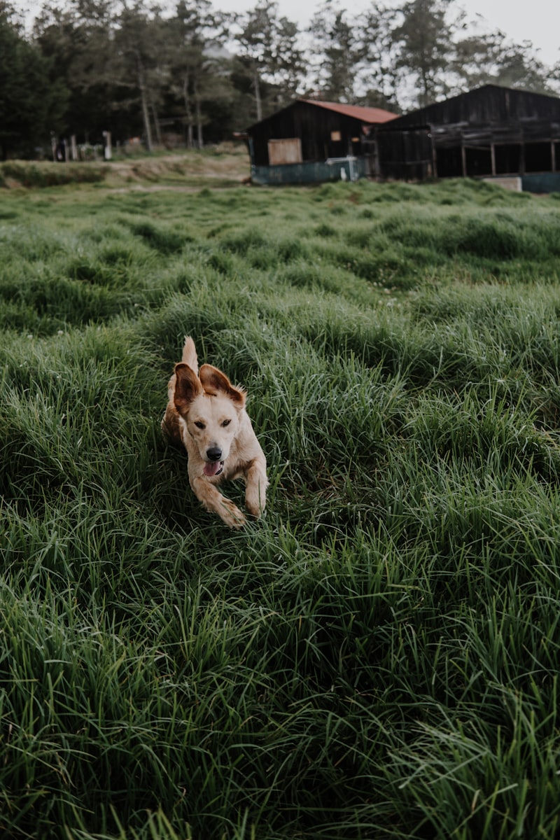 Playful goldendoodle puppy running