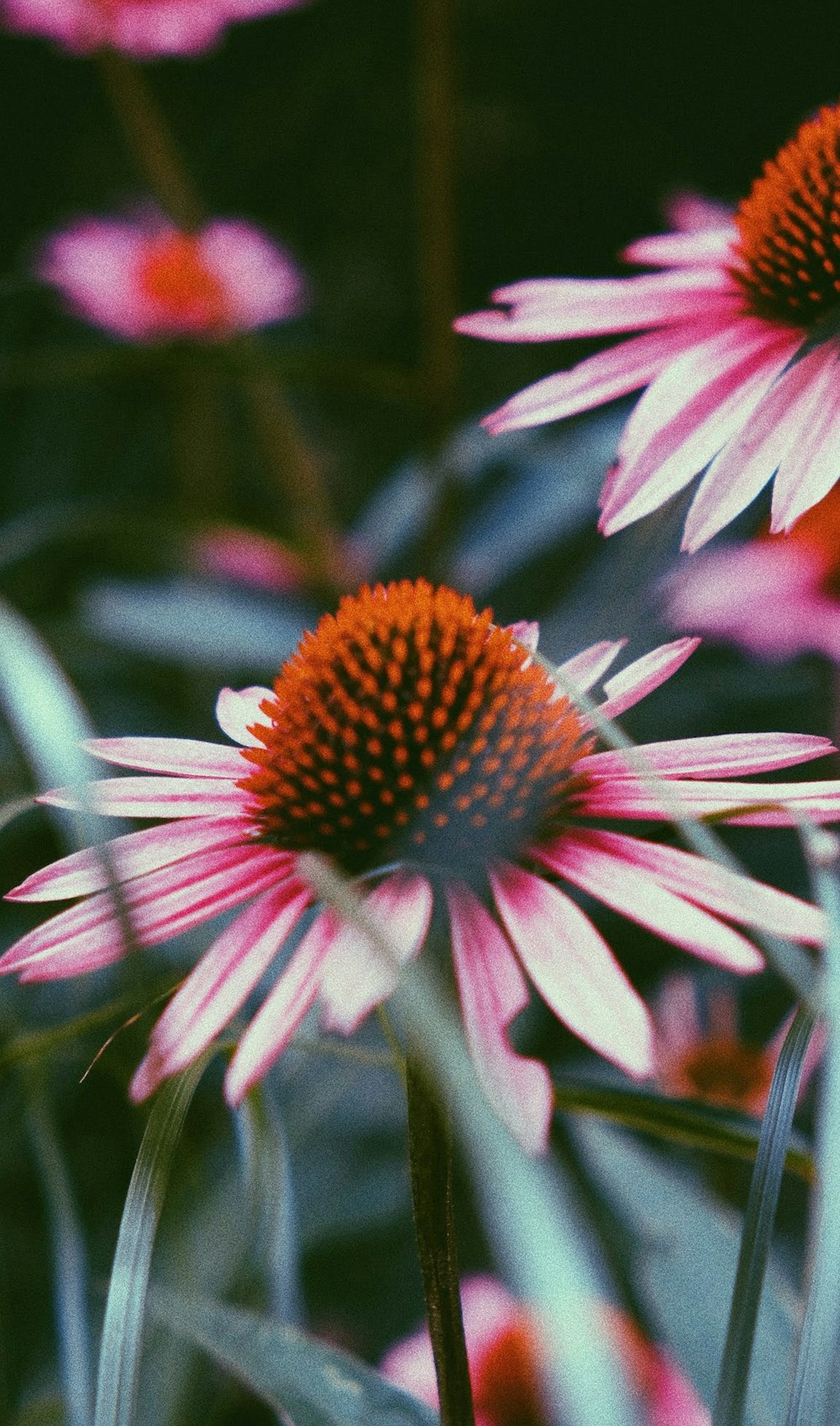 pink and yellow flower in tilt shift lens