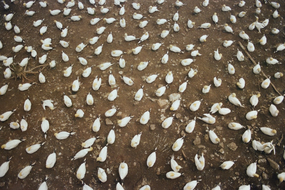 brown and white stones on gray sand