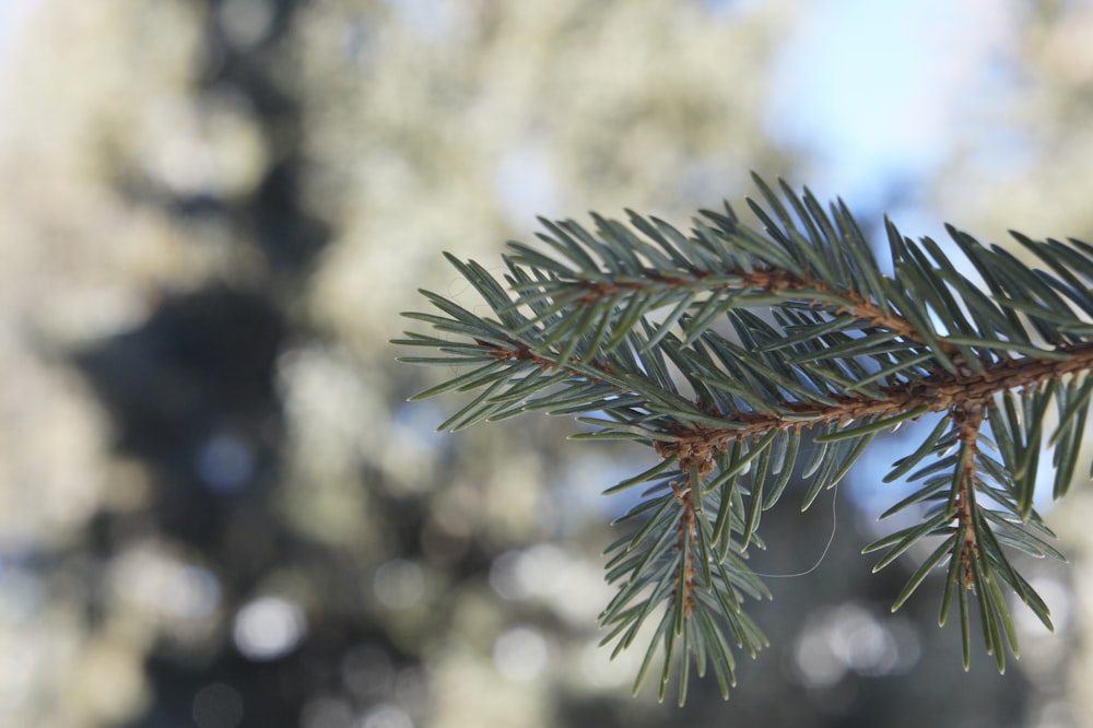 green pine tree with snow