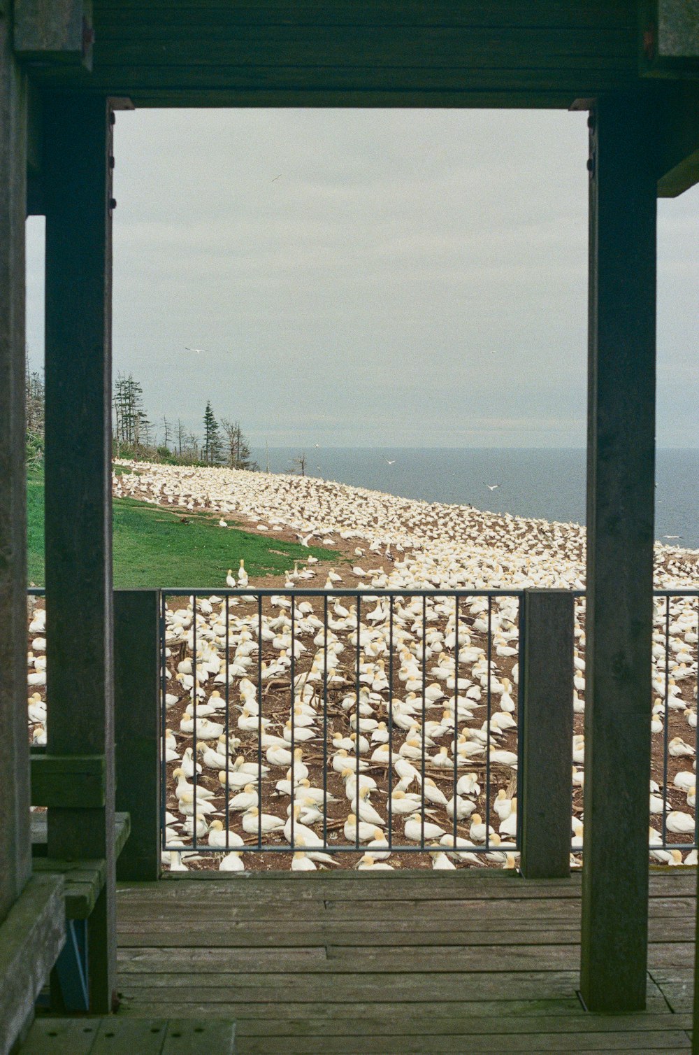 white and brown stones on green grass field during daytime