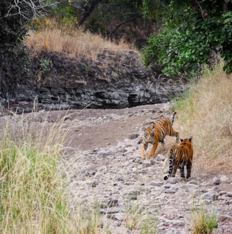 tiger walking on dirt ground during daytime