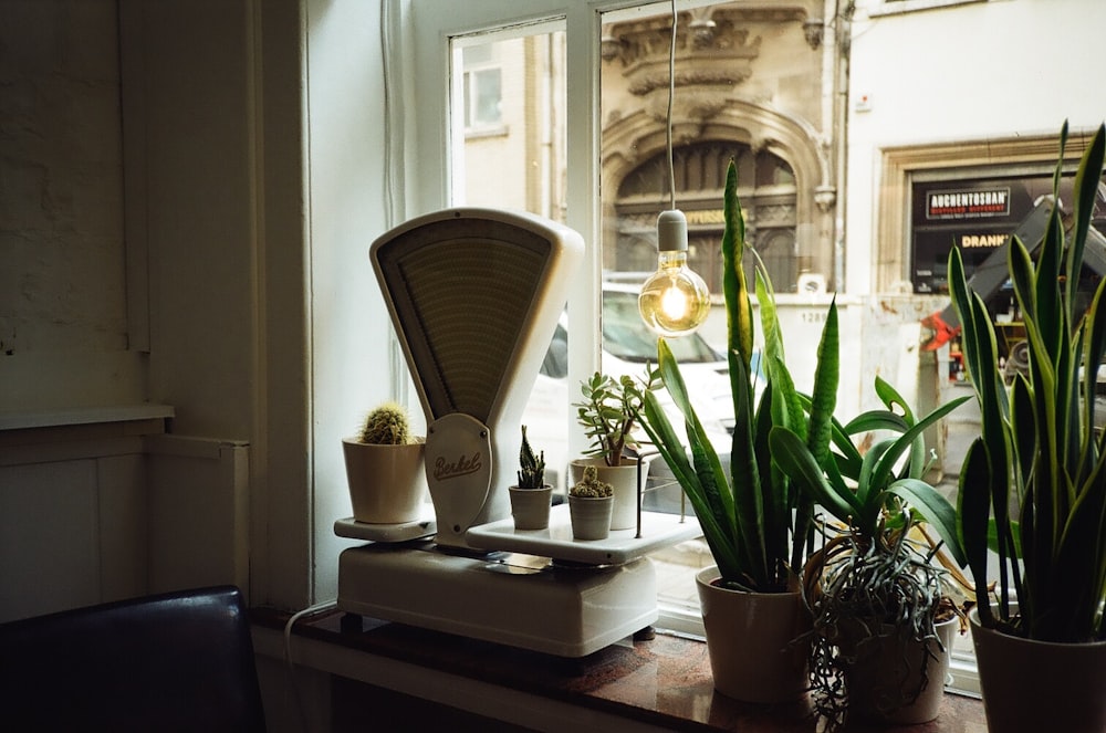 green potted plant on white wooden table