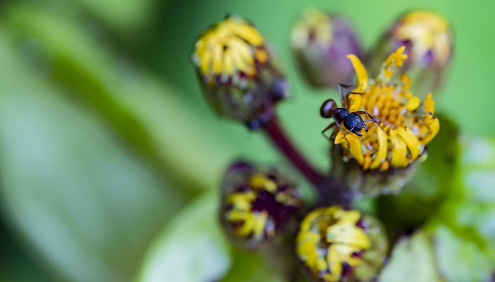 black ant on yellow flower