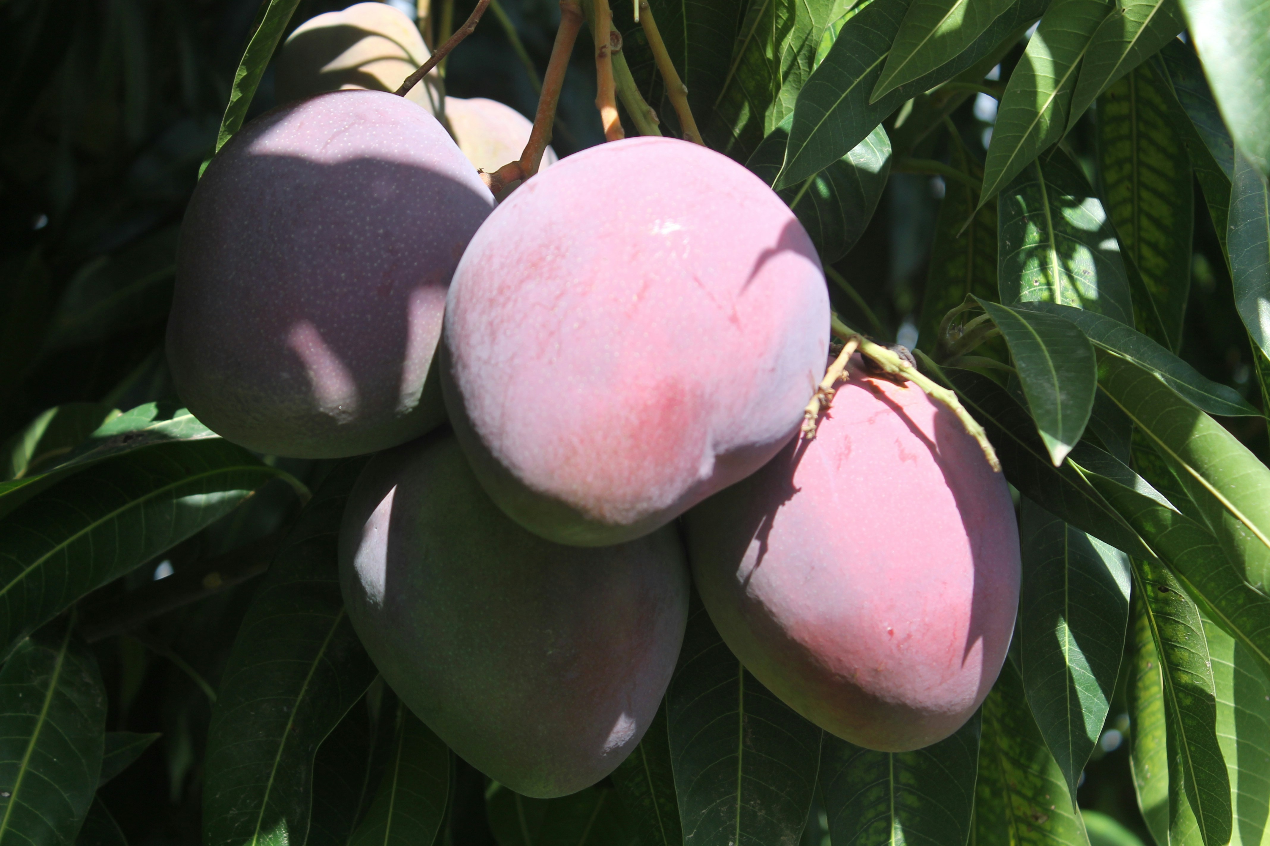 The King of Fruits: Exploring the Alphonso Mango from Ratnagiri