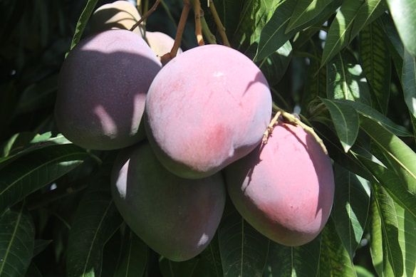 Cluster of ripe, pinkish-red mangoes hanging from a tree surrounded by lush green leaves.