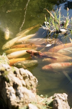 A tranquil pond contains several colorful koi fish swimming beneath the water's surface. A small cluster of green plants emerges from the water on the right side. Rocks and grass border the pond in the foreground, and the reflection of trees can be seen in the water.