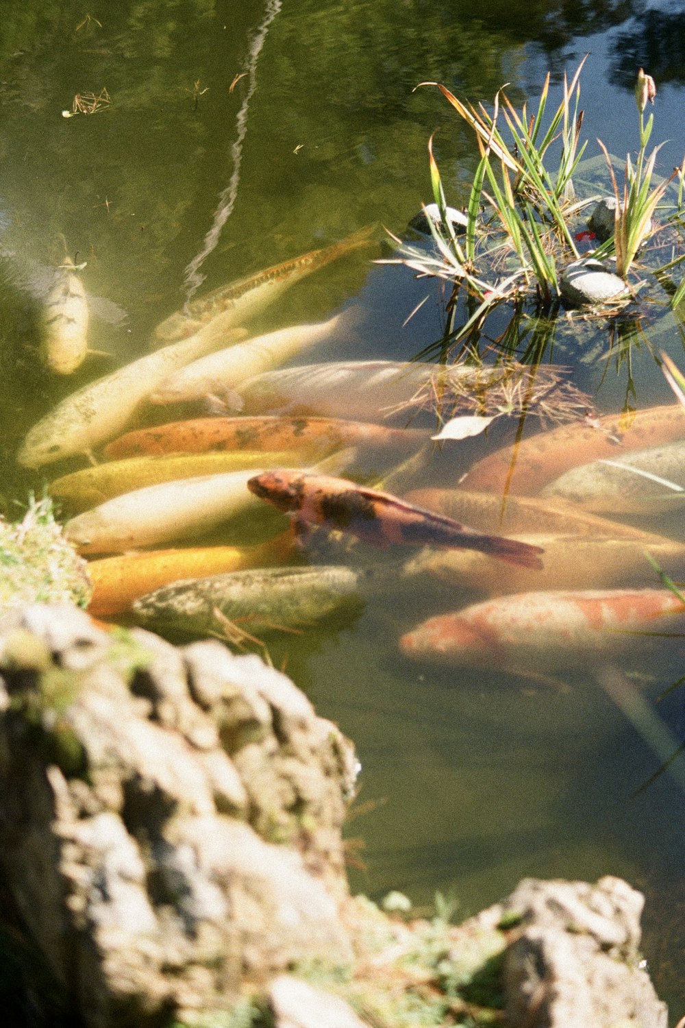 연못에서 오렌지와 화이트 잉어 물고기