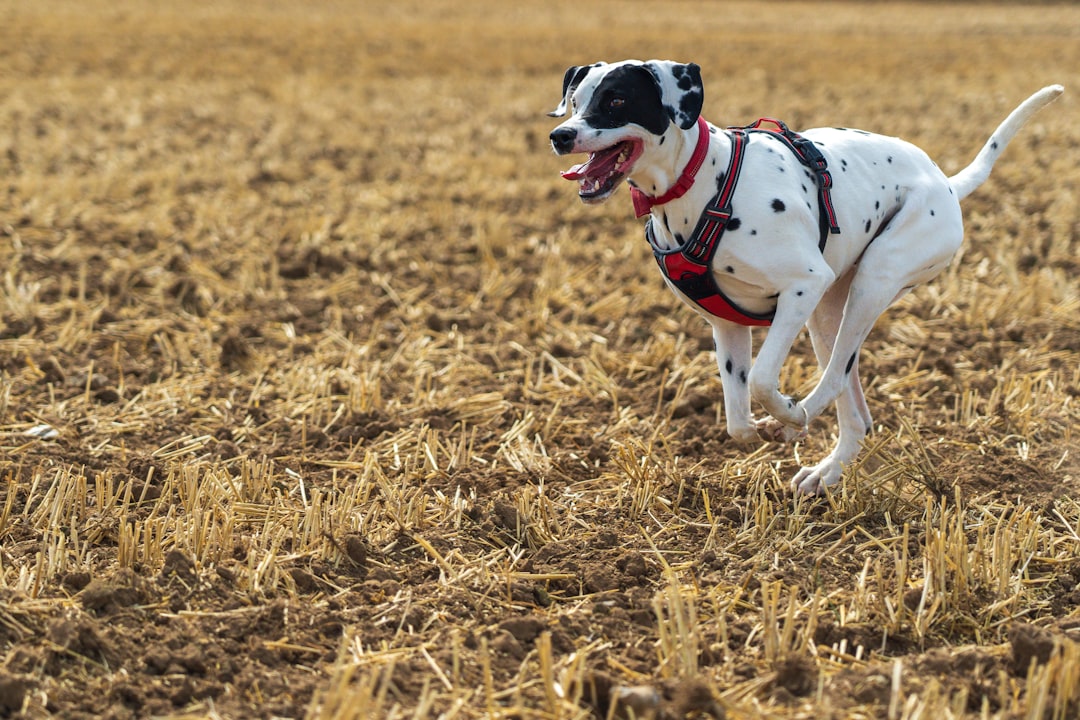 Improving Canine Health: The Role of Exercise in Managing Diabetes