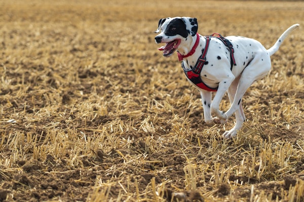 A black and white spotted dog is running energetically across a field of harvested wheat. The dog is wearing a red harness and appears joyful.