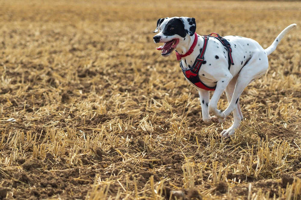 black and white dalmatian dog walking on brown grass field during daytime