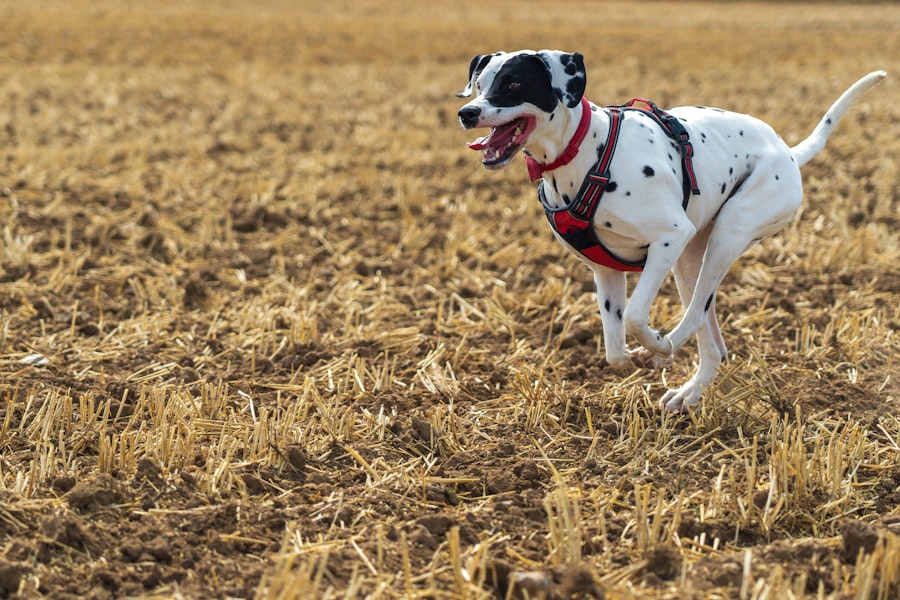 Dog running across an open field with ears pinned back in full sprint