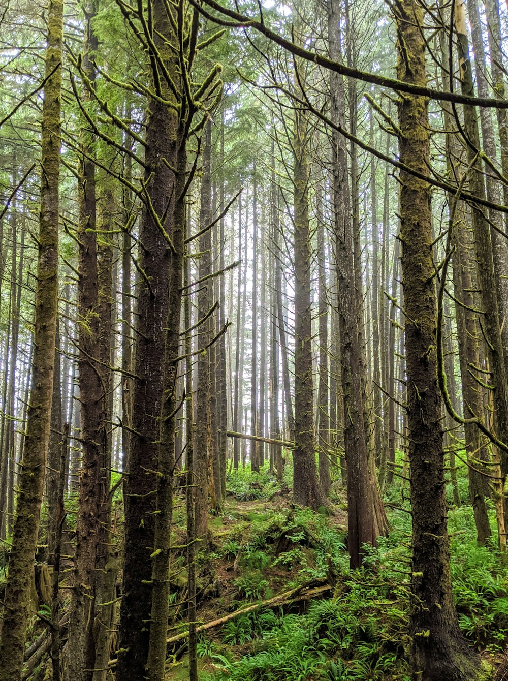 brown trees in forest during daytime