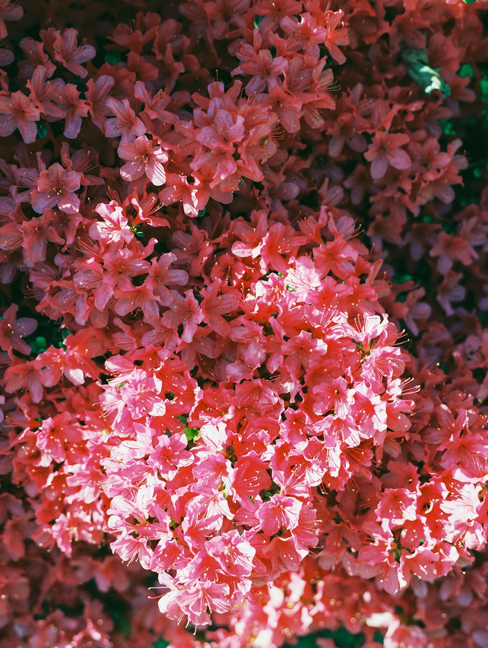 rosa Blüten mit grünen Blättern