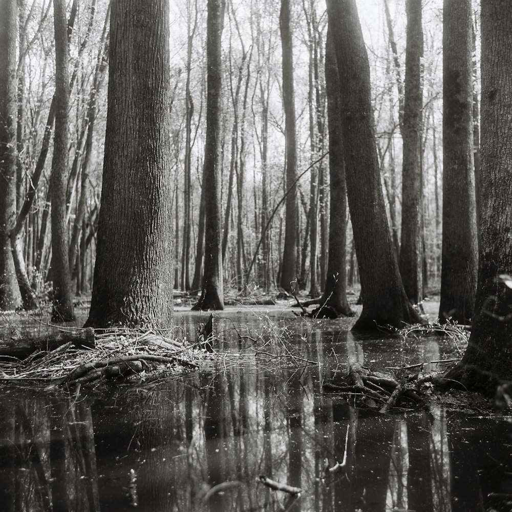 gray scale photo of trees on water