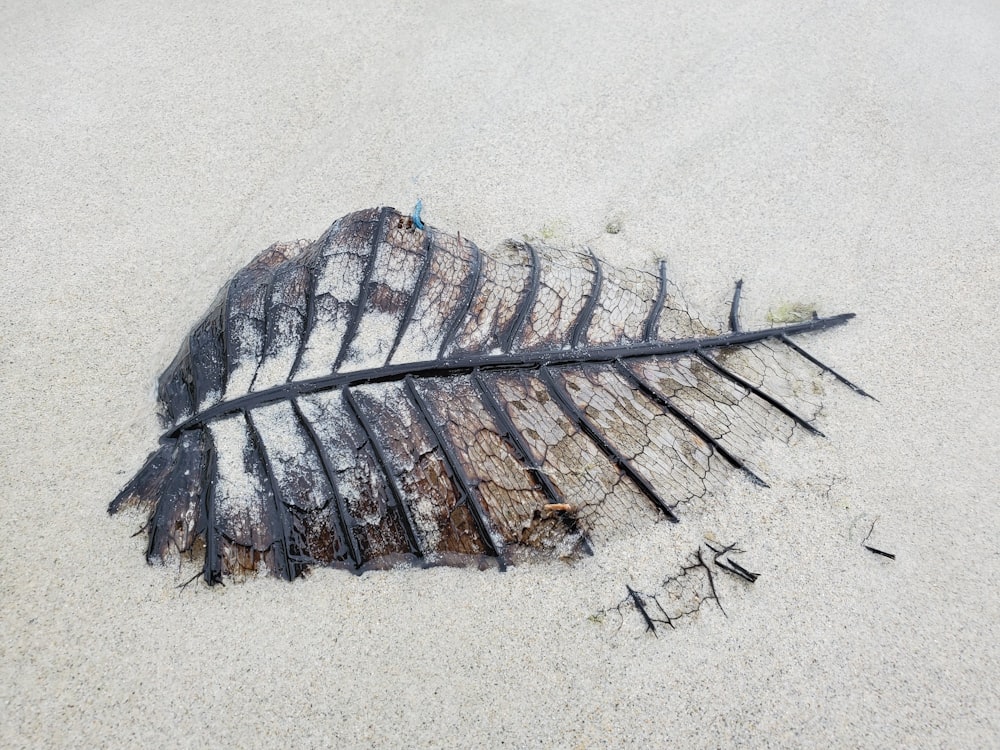 brown and gray feather on white sand