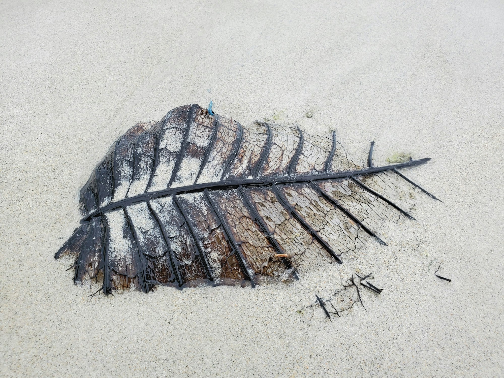 Large leaf decomposing on a white sand beach in Phuket, Thailand 