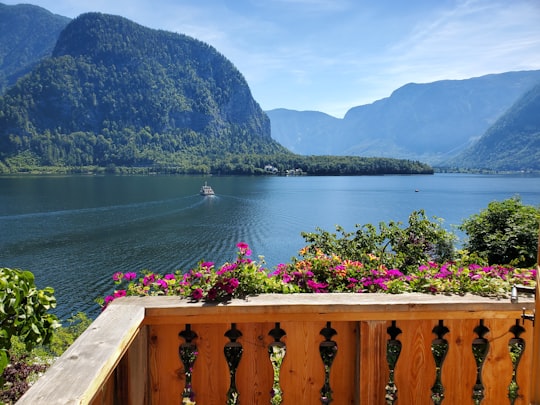 pink flowers on brown wooden fence near body of water during daytime in Hallstatt Austria Austria